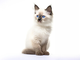 Obraz premium Adorable Birman Kitten Sitting