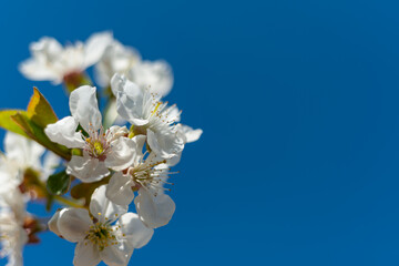 A sprig of cherry blossoms with white flowers against a blue sky