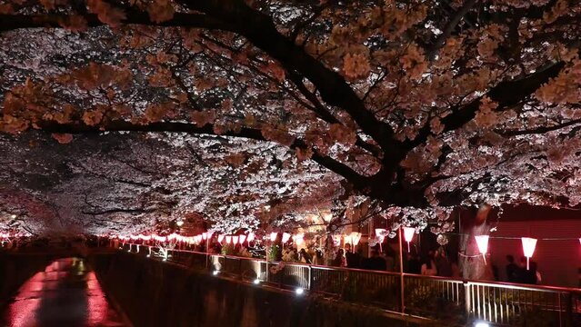 Sakura trees lit at Night on Naka Meguro River