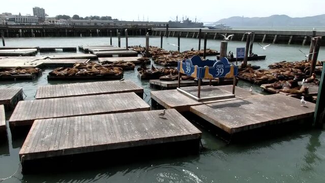 Sea lions at Pier 39 in San Francisco, USA