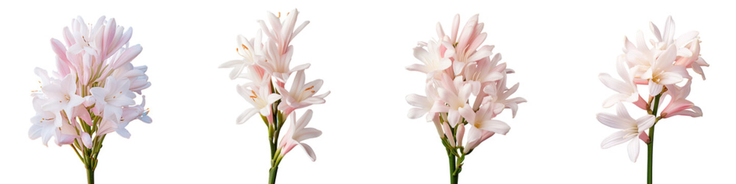 Close up photo of a tuberose flower on a transparent background