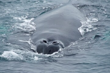 Closeup view of the nostrils of humpback whale in the ocean in Iceland