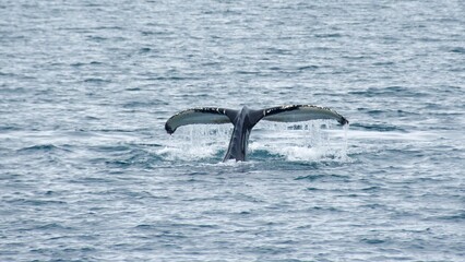 Humpback whale flipping up its tails in the ocean in Iceland