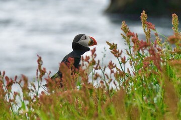 Beautiful and colorful puffin standing alone on the field in Hyrholaey, Iceland