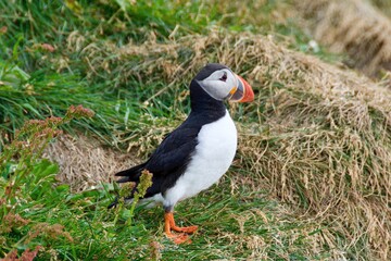 Beautiful and colorful puffin standing alone on the field in Hyrholaey, Iceland