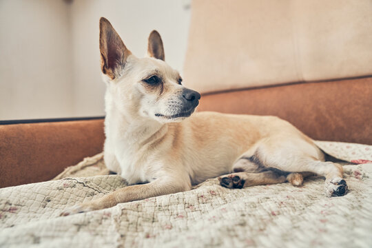 Cute chihuahua dog with big ears resting on the bed. A charming little dog lying in bed. Close-up, a place to copy. High quality photo