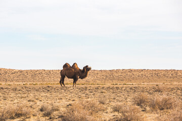 Bactrian camel in the steppe. Kazakhstan