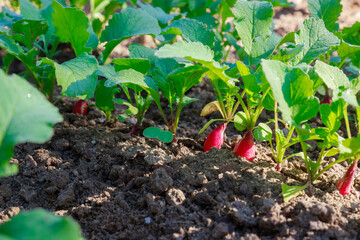 The garden is filled with ripe and red radishes.