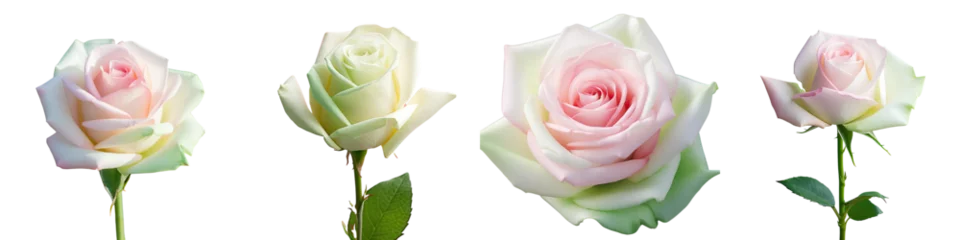 Papier Peint photo Aube Blooming rose with green white and pink petals naturally illuminated transparent background