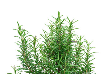 Green rosemary plant isolated on white background. Clipping Path