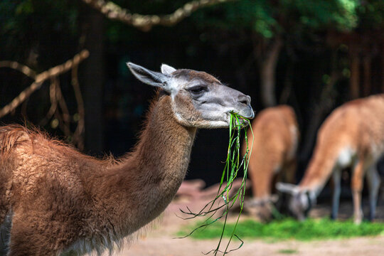 Adult brown Llama eating grass