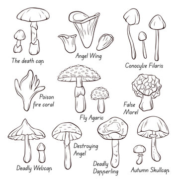 Inedible Mushroom collection icons in line art, outline style. Fly Agaric, Autumn Skullcap, Deadly Webcap, False Morel, Poison fire coral. Vector illustration isolated on a white background.