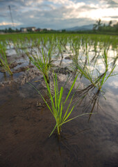 Beautiful farmland in the countryside