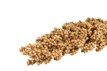A spikelet of sorghum with ripe seeds isolated on a transparent background. Sorghum panicle with grains small depth of field, transparent background