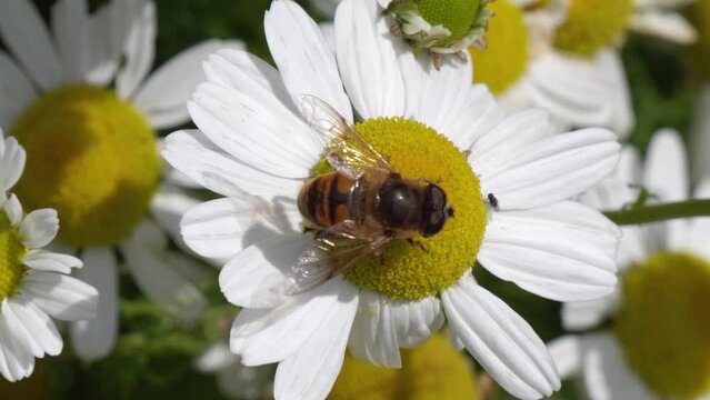 A hover fly crawls on a white chamomile flower in search of nectar in this beautiful macro video of nature.
