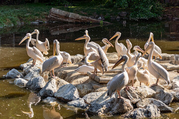 rassemblement de p&eacute;lican