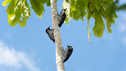 Nombre en español: Carpintero de Robledales. Nombre cientifico: Melanerpes formicivorus. Nombre en ingles: Acorn Woodpecker. Familia: Picidae. Foto: Mauricio Ossa. El carpintero bellotero (Melanerpes 