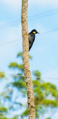 Nombre en español: Carpintero de Robledales. Nombre cientifico: Melanerpes formicivorus. Nombre en ingles: Acorn Woodpecker. Familia: Picidae. Foto: Mauricio Ossa. El carpintero bellotero (Melanerpes 