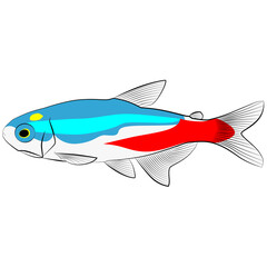 Neon tetra, Paracheirodon innesi aquarium tropical freshwater fish. characin family  freshwater fish graphic illustrations aquarium fish
