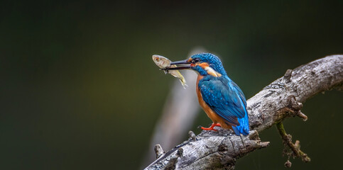 The kingfisher has caught a fish and is about to eat it.