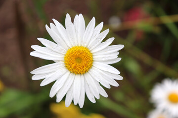 Fototapeta premium Chamomile with drops on the petals after rain in the garden. Horizontal macro photo