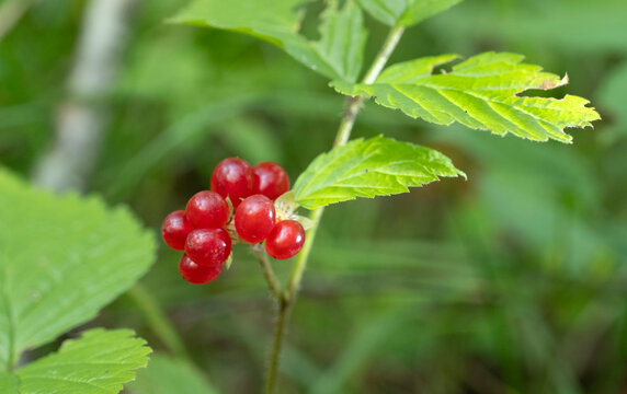 Red ripe stoneberry on the branch in the forest.