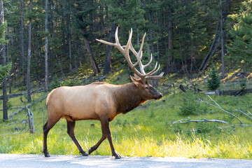 Side profile of male Elk with massive rack walking on sunny day in Jasper National Park