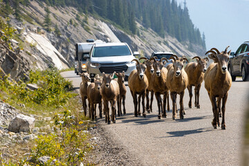 herd of bighorn sheep walking on road towards camera blocking traffic in the mountains