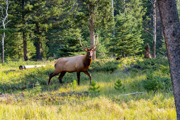male elk walking through forest alert and looking