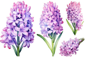 Watercolor image of a set of hyacinth flowers on a white background