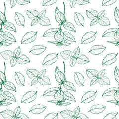 Basil plant seamless pattern drawing vector illustration repeating background. Decorative ornament with basil leaves branch, fragrant herb, spice,. For design, card, textile, print, paper, wrapping
