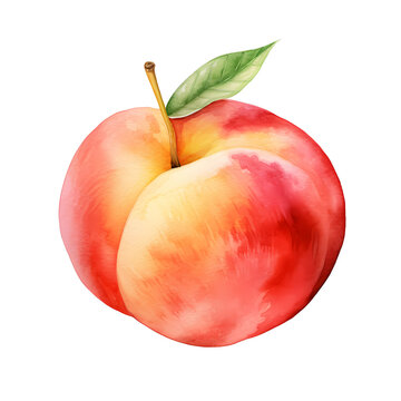 watercolor peach isolated on white background