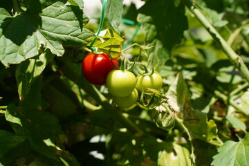 Tomatoes red and green organic food on mother plant in the garden