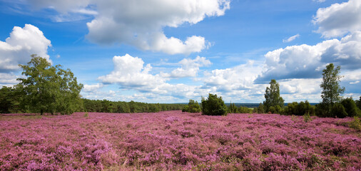 Fototapeta premium Pink heather landscape with a blue sky