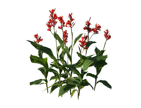 Canna indica, wildflowers, flower, light for daylight, easy to use, 3d render, isolated
