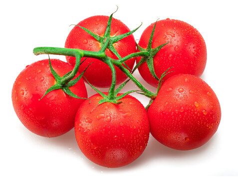 Red campari tomatoes with water drops. Tomato branch isolated on white background. Macro shot.