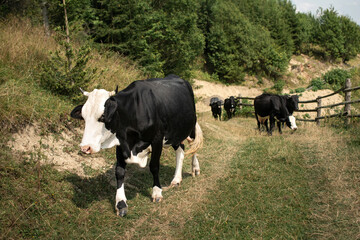 Five black cows with white spots walk along the mountain grass road, near the fence, sunny weather, no people, paste text