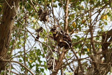 tree with raw