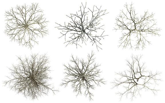 From above death trees set cutout transparent backgrounds 3d rendering png