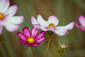 Obraz premium Pink garden cosmos flower blooming in the garden
