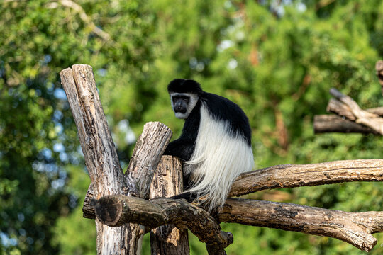 Un Colobe noir solitaire