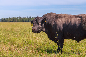 Cattle of black angus breed in the grassland.