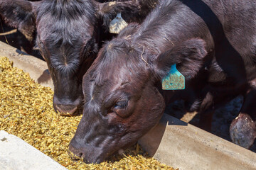 Feeding process of black angus cattle.