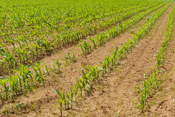 Fototapeta na wymiar Green sprouts of corn in a cultivated agricultural field.