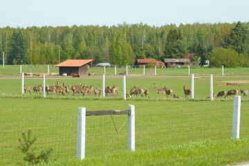 Fototapeta na wymiar A herd of roe deer in a pasture behind a fence. Selective sharpness