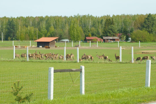 A herd of roe deer in a pasture behind a fence. Selective sharpness