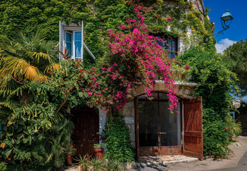 Blooming bougainvilia, jasmine and ivy covered wall of an old stone house in the medieval town of Saint Paul de Vence, French Riviera, South of France