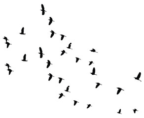 flying birds flock silhouette