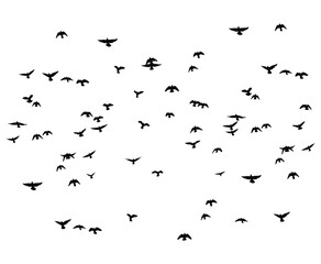 flying birds flock silhouette