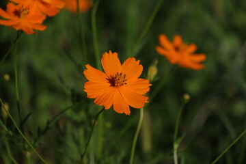 キバナコスモスに日が当たっていた